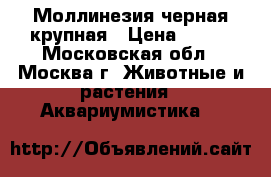 Моллинезия черная крупная › Цена ­ 200 - Московская обл., Москва г. Животные и растения » Аквариумистика   